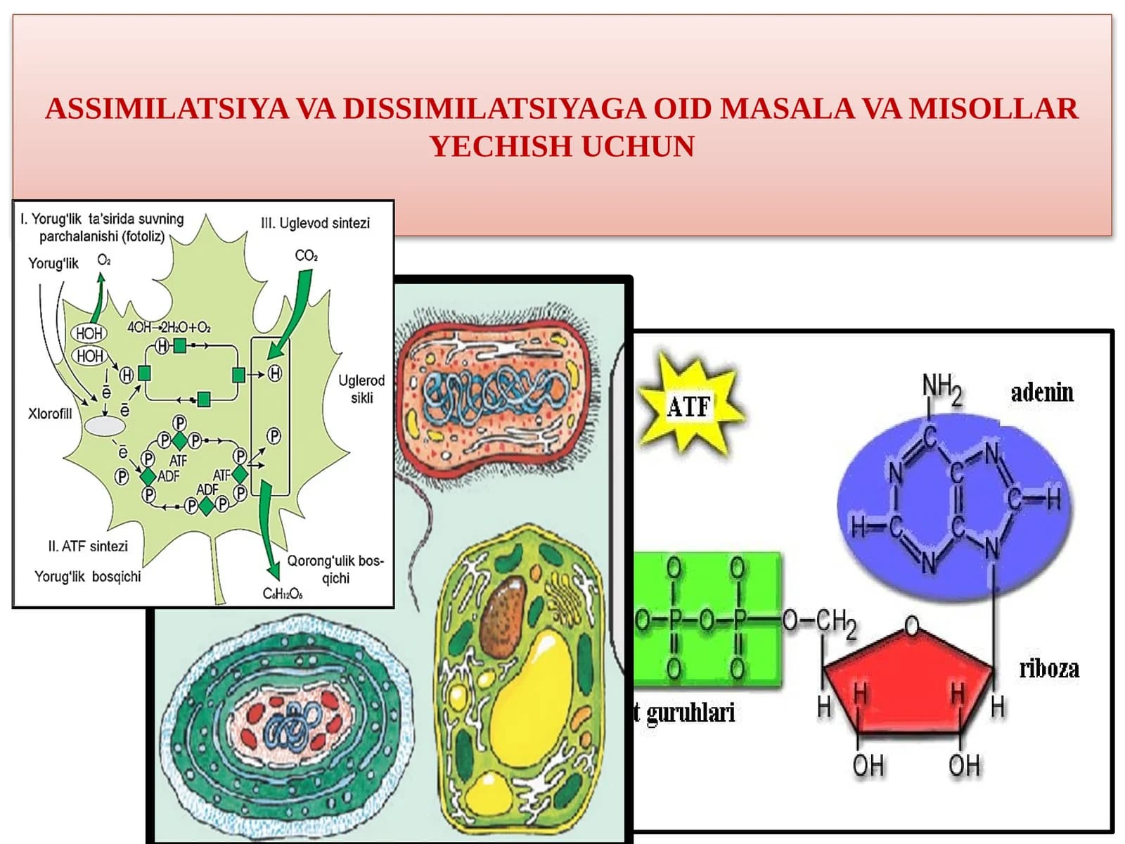 ASSIMILATSIYAVA DISSIMILATSIYAGA OID MASALA VA MISOLLAR YECHISHUCHUN