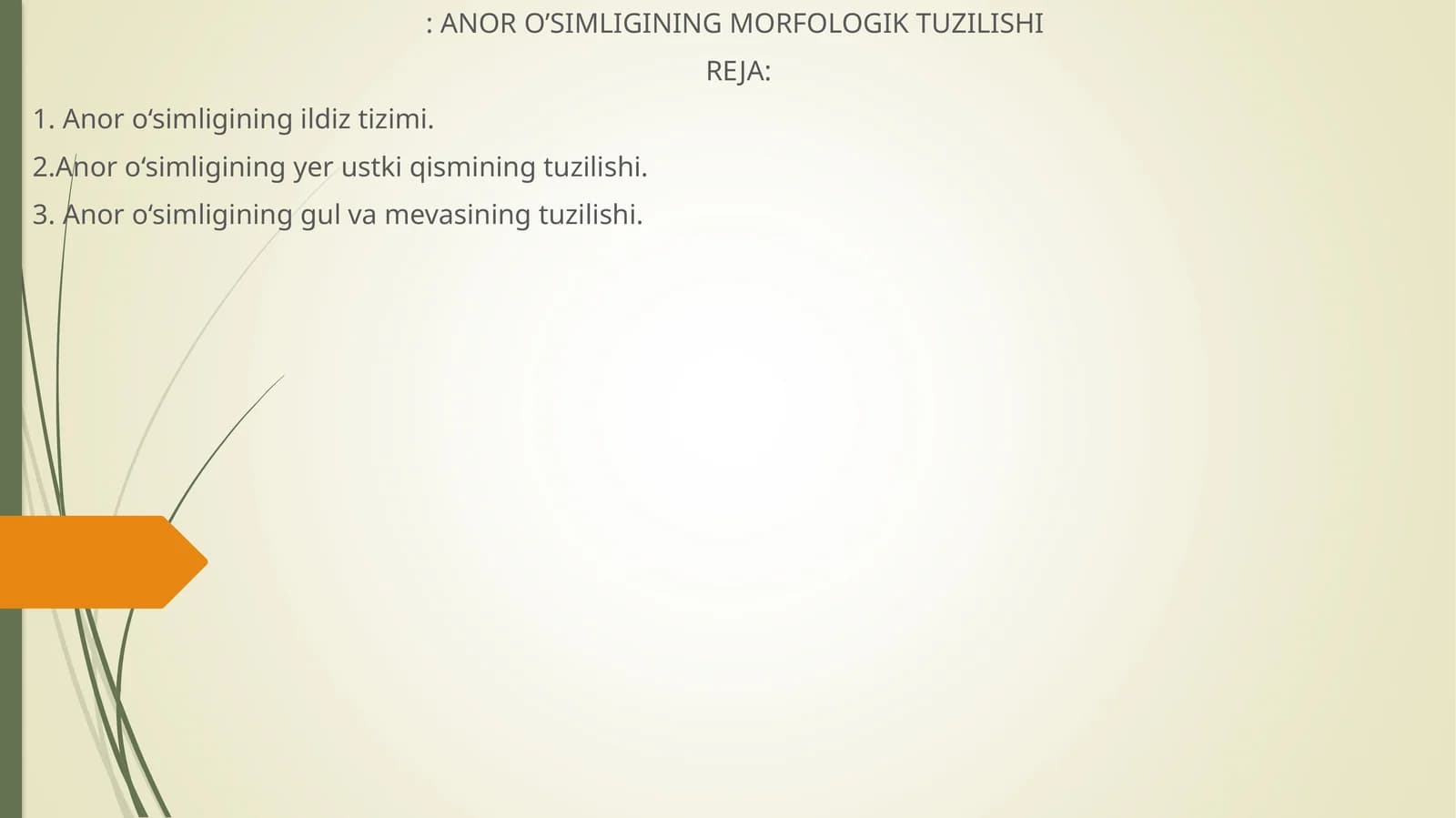 ANOR O’SIMLIGINING MORFOLOGIK TUZILISHI