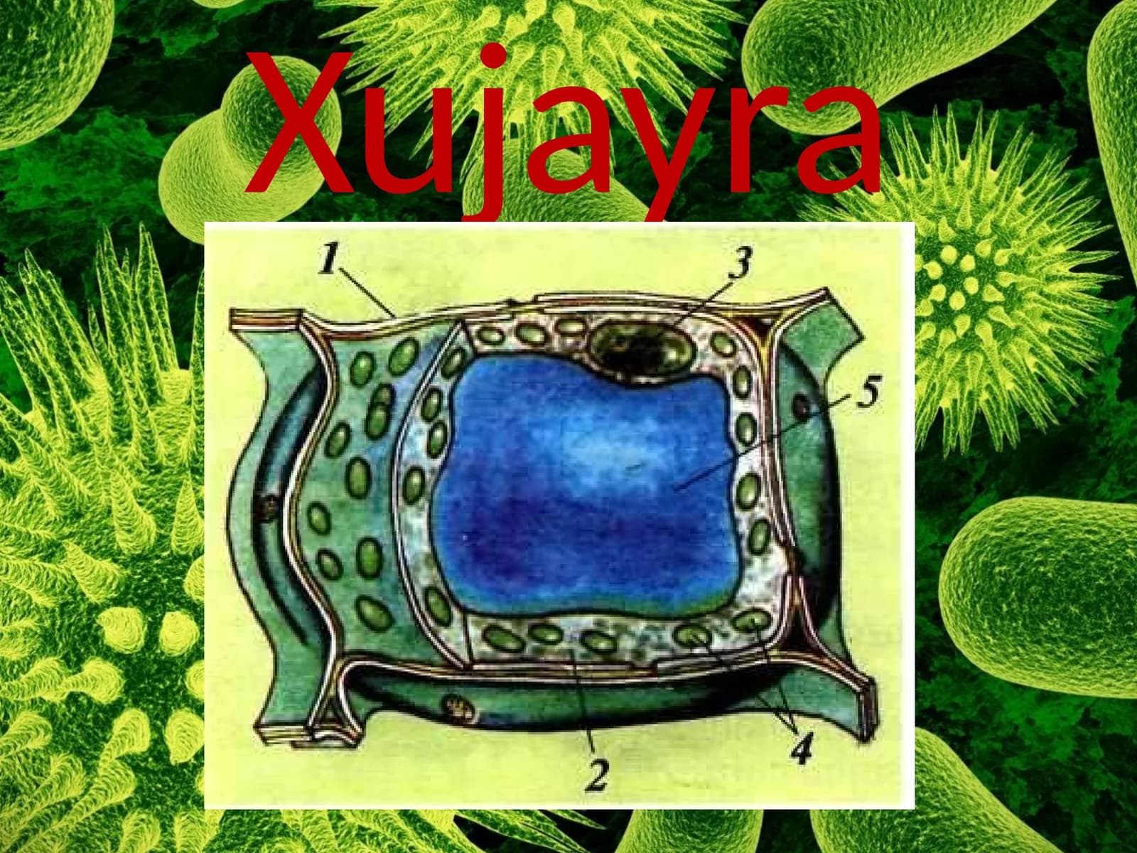 Hujayra