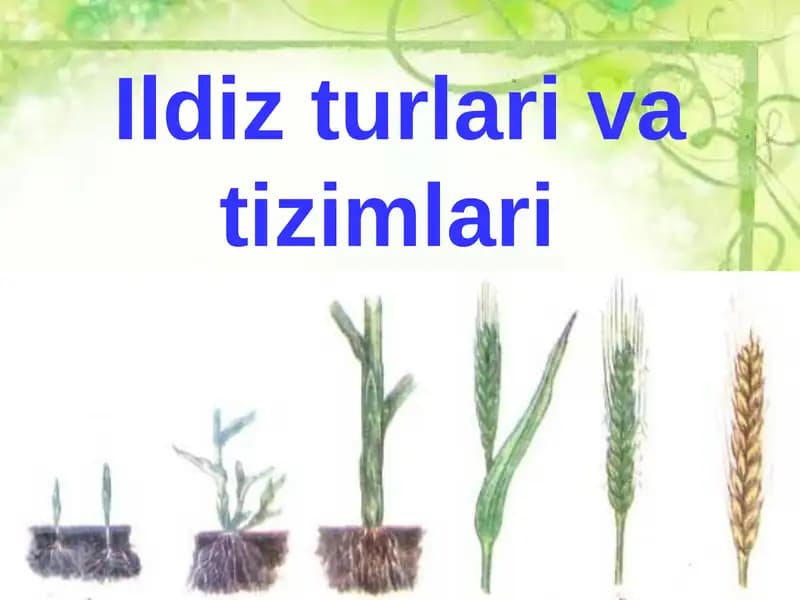 O’SIMLIKLARNING ORGANLARI
