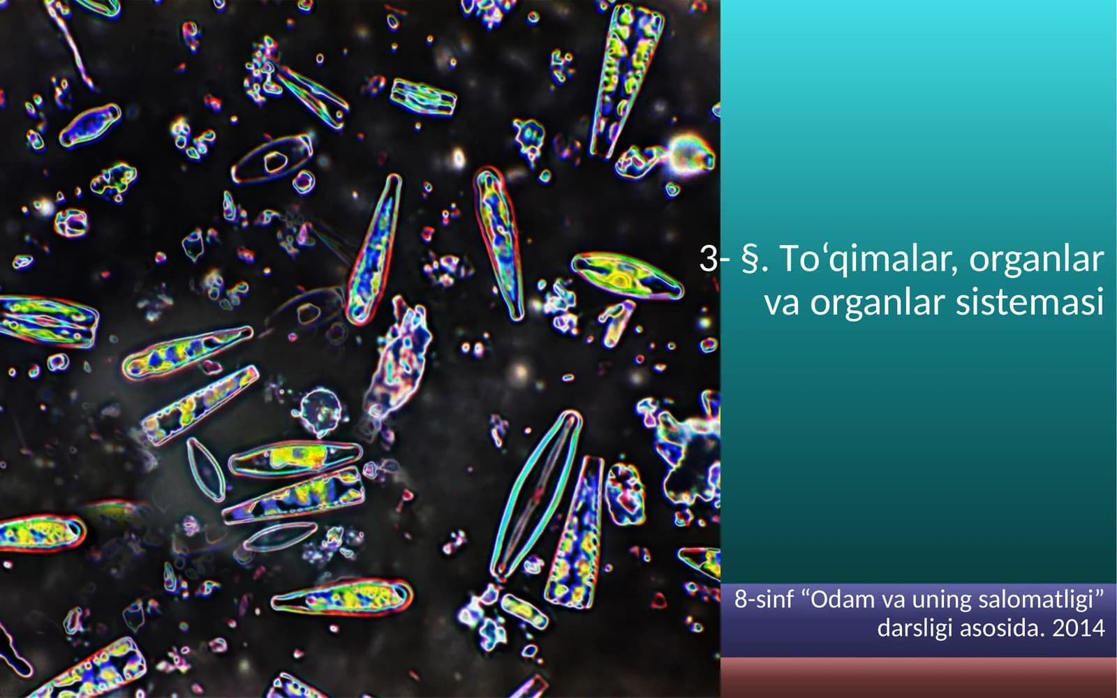 To'qimalar, organlar va organlar sistemasi
