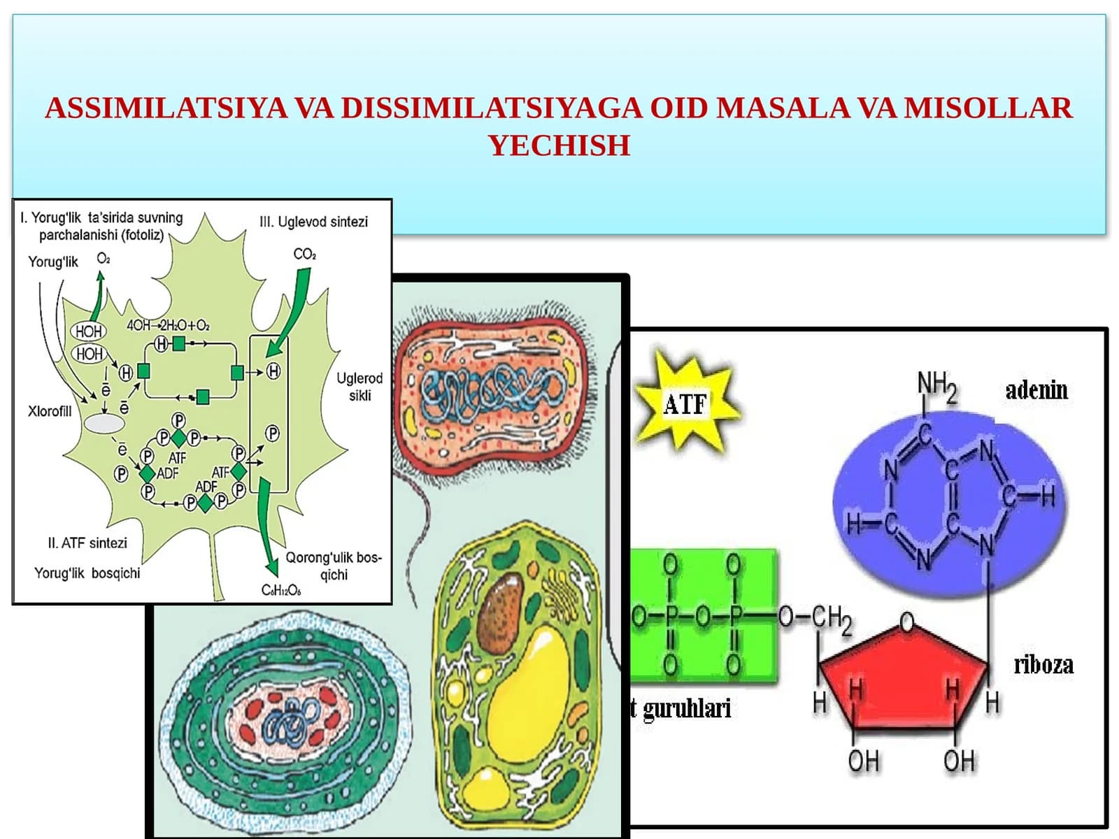 ASSIMILATSIYAVA DISSIMILATSIYAGA OID MASALA VAMISOLLARYECHISH