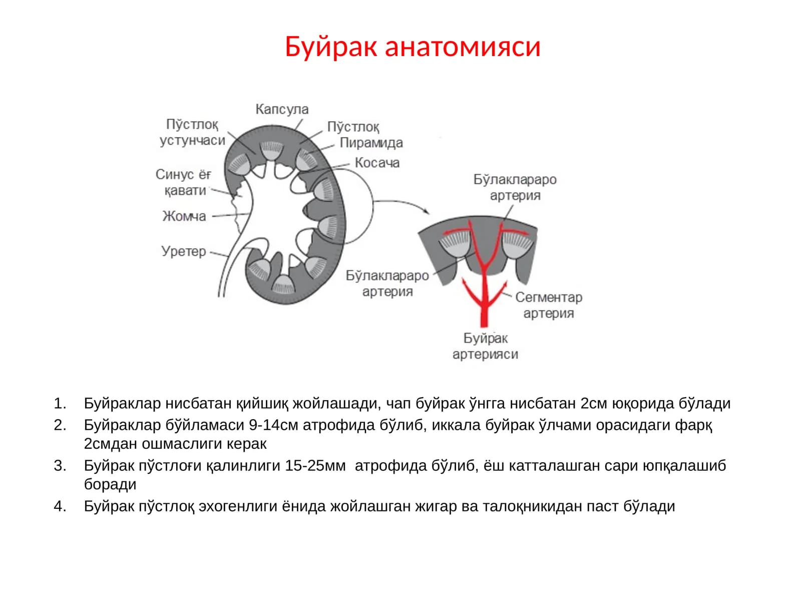 Буйрак анатомияси