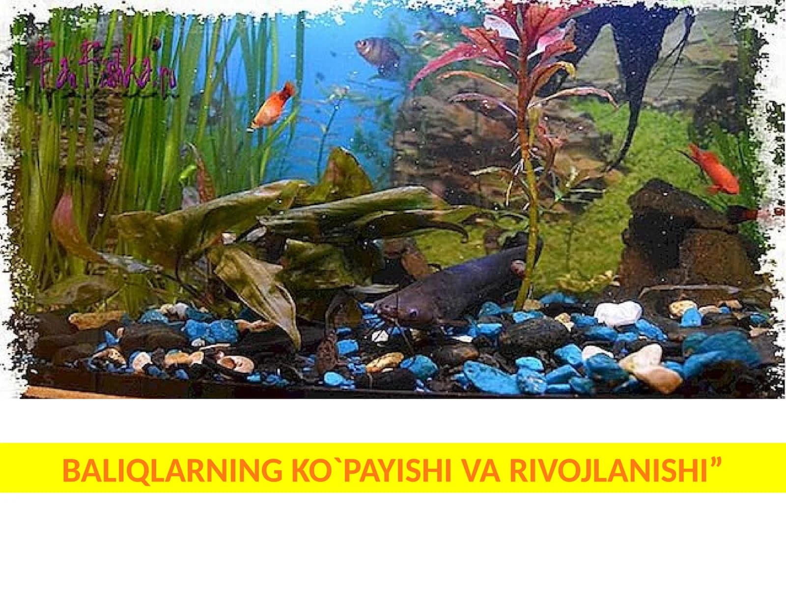 BALIQLARNINGKO`PAYISHI VA RIVOJLANISHI