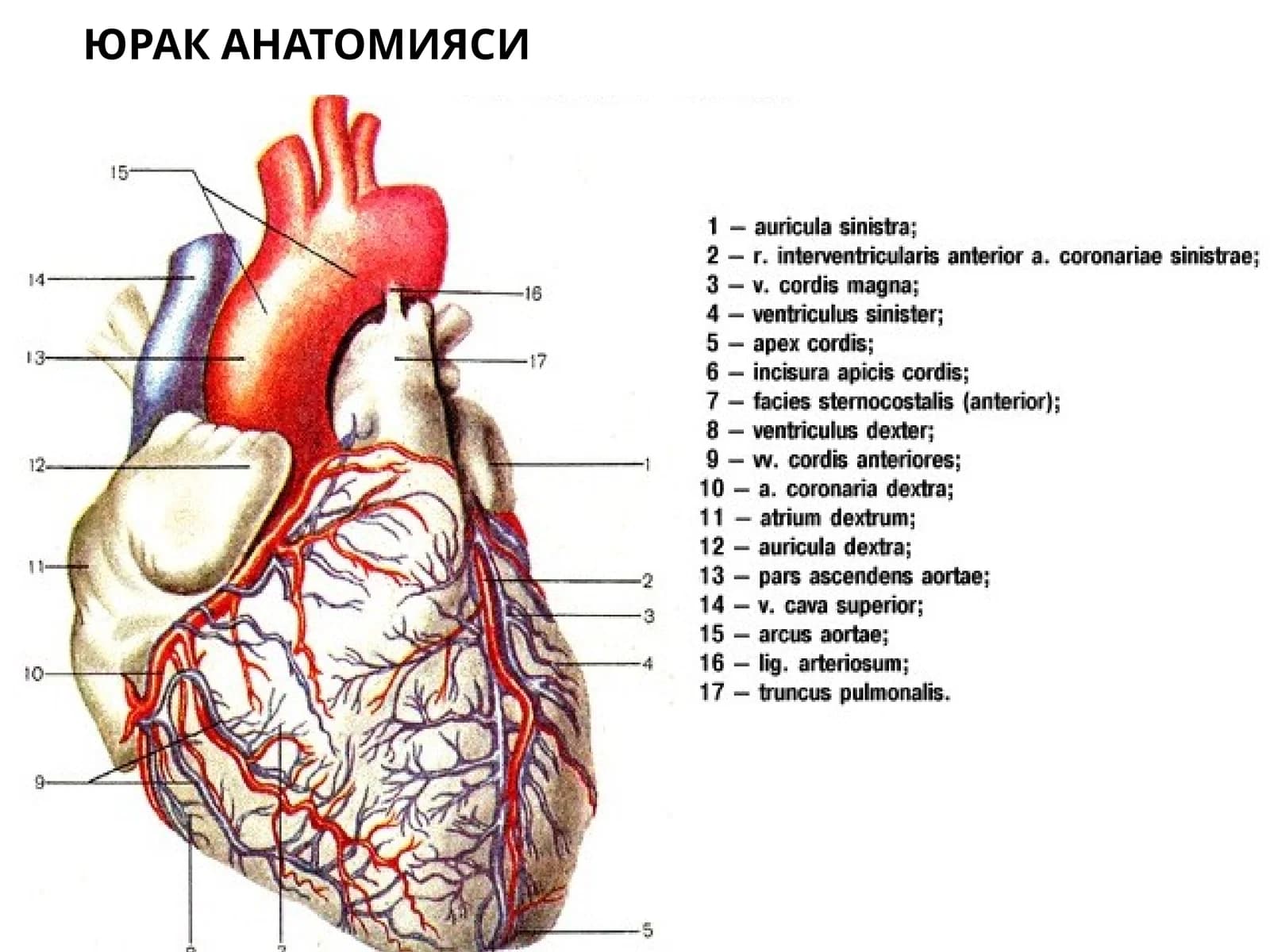 ЮРАК АНАТОМИЯСИ