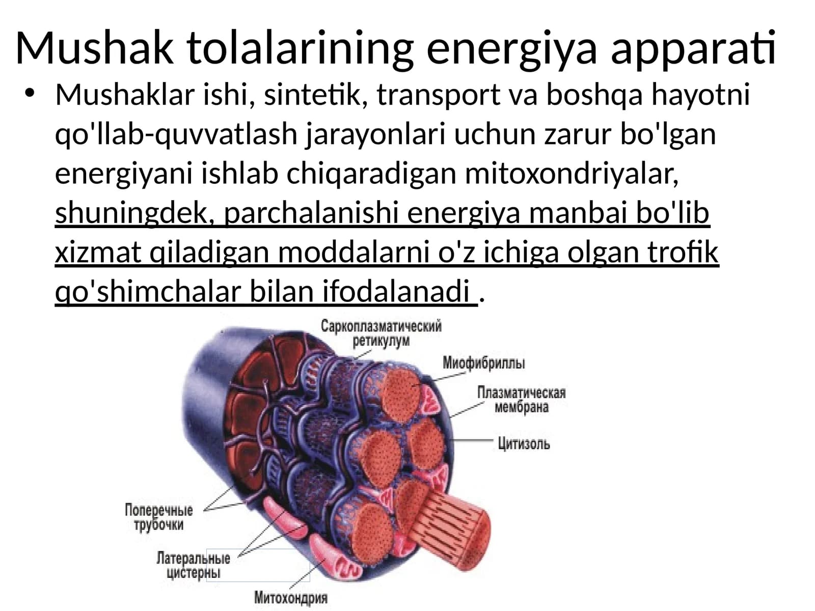 Mushak tolalarining energiya apparati