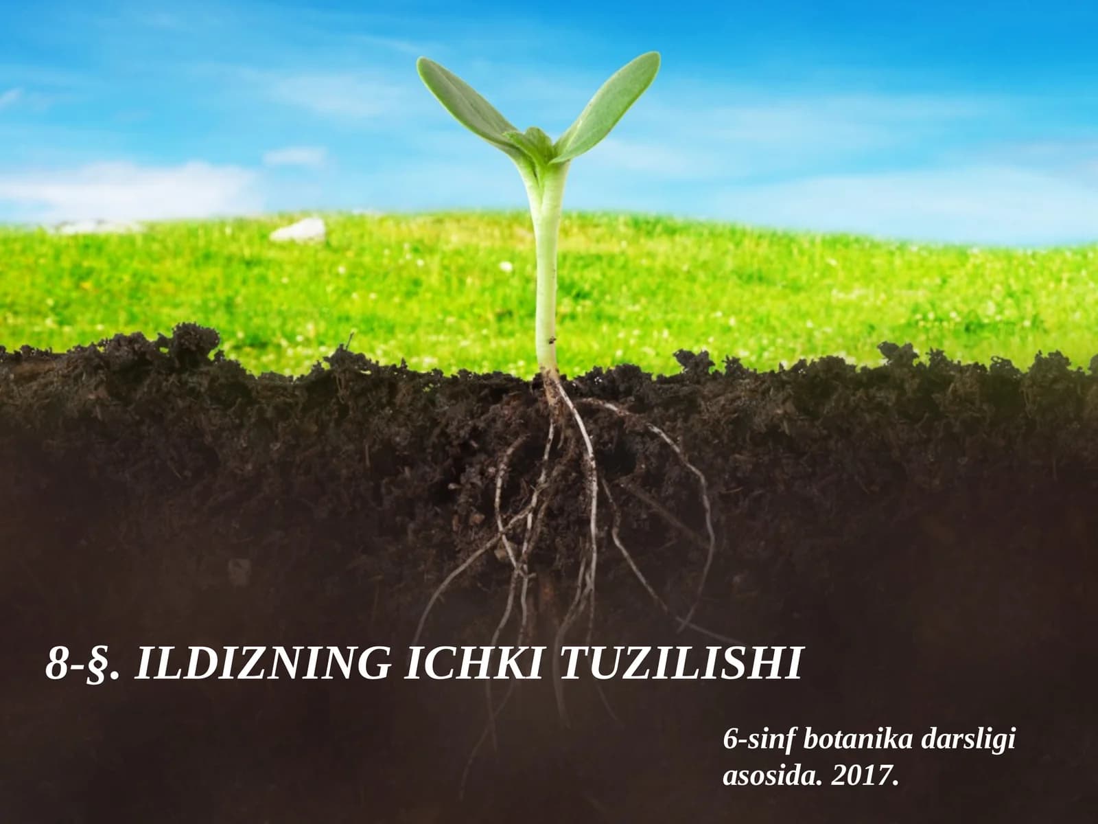 6-sinf Botanika Ildizning ichki tuzilishi