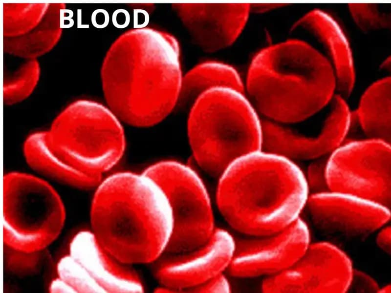 blood