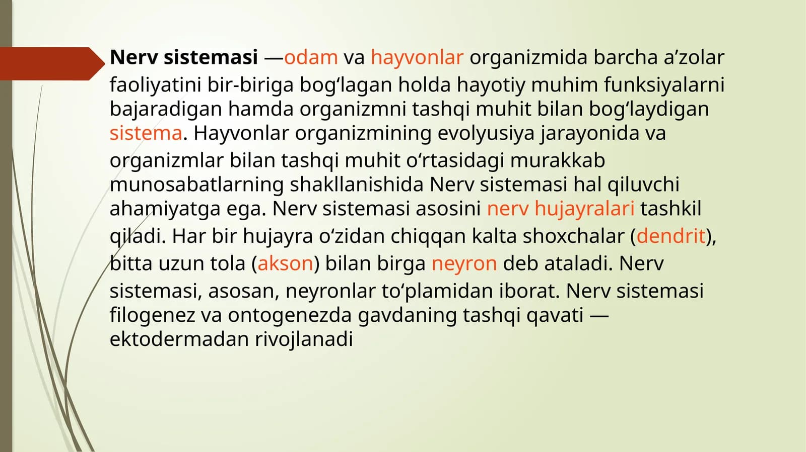 Nerv sistemasining rivojlanishi