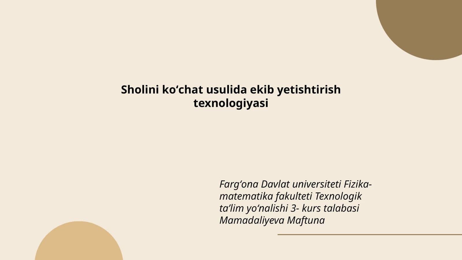Sholini koʻchat usulida ekib yetishtirish texnologiyasi