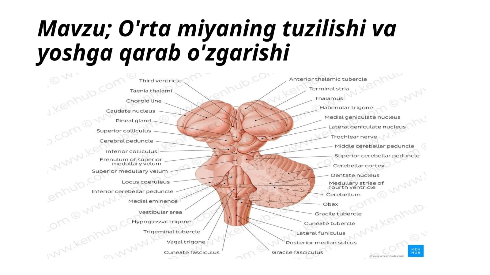 O'rtamiyaning tuzilishi va yoshga qarab o'zgarishi
