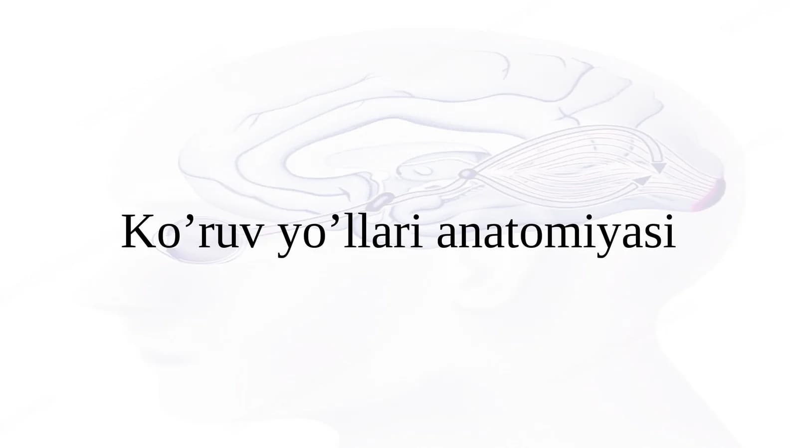 Ko'ruv yo'li anatomiyasi(Anatomy of vision pathways)