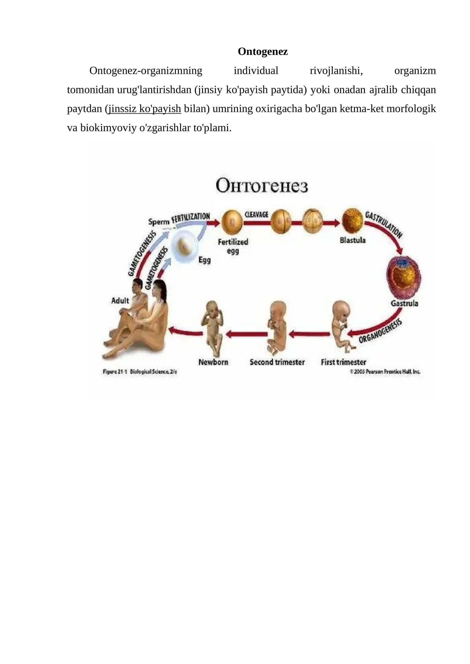 Ontogenez
