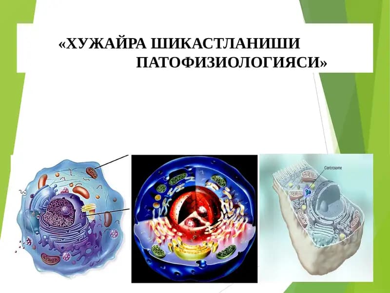 ХУЖАЙРА ШИКАСТЛАНИШИ ВА ФИЗИОЛОГИЯСИ