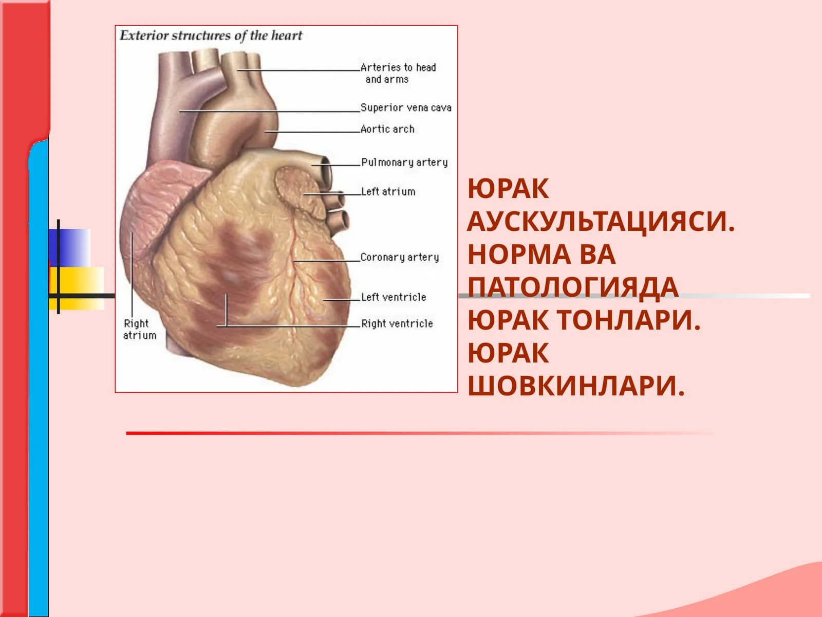 ЮРАК АУСКУЛЬТАЦИЯСИ. НОРМА ВА ПАТОЛОГИЯДА ЮРАК ТОНЛАРИ.ЮРАК ШОВКИНЛАРИ