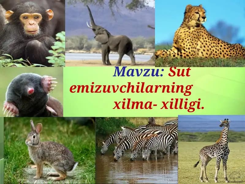 Sut emizuvchilarning xilma-xilligi