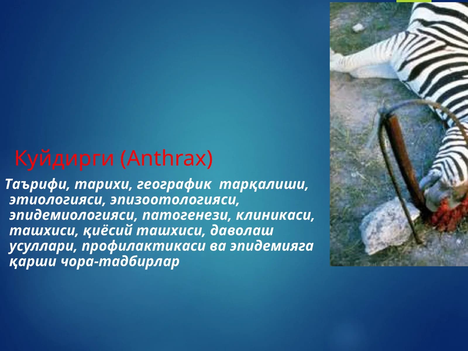 Куйдирги (Anthrax)