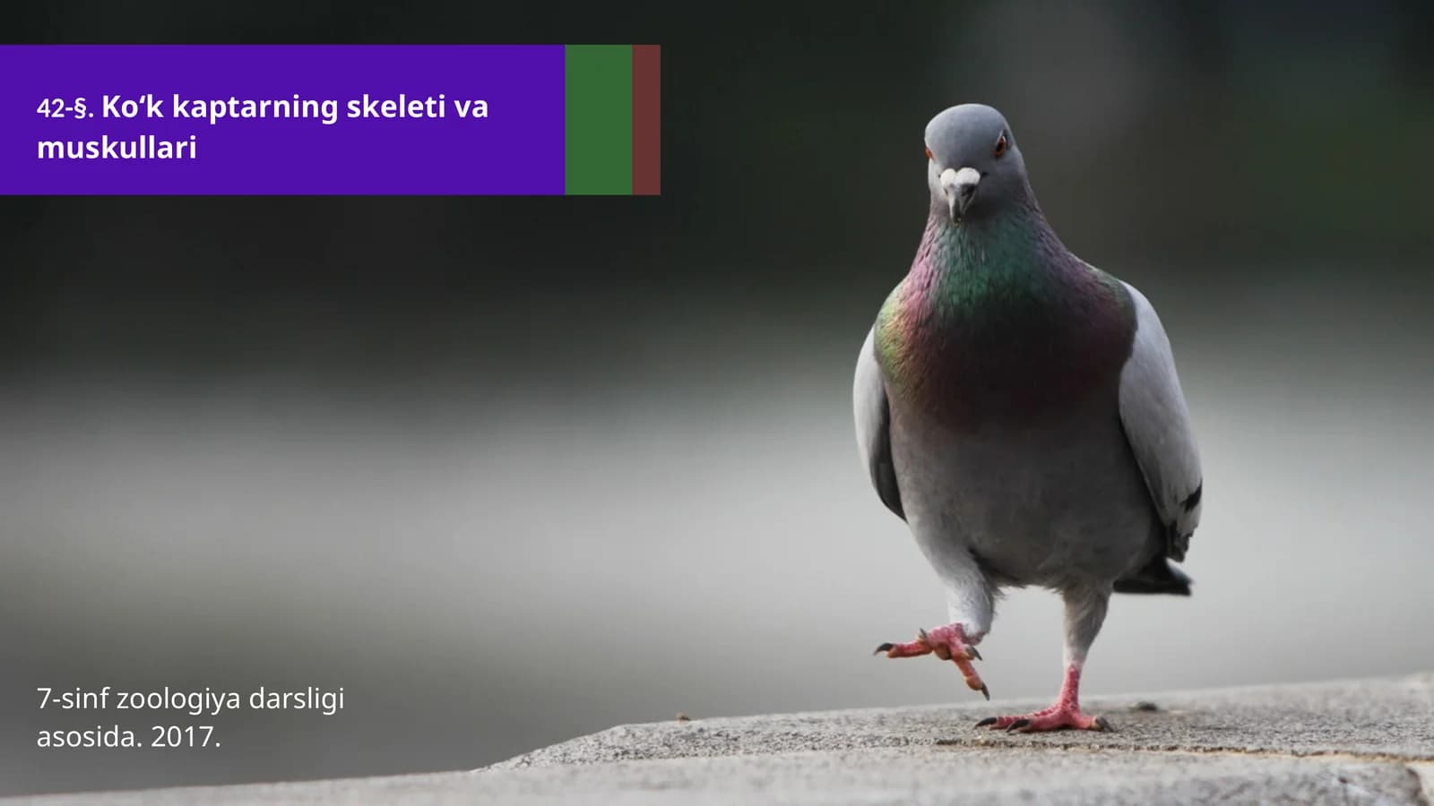 7-sinf Zoologiya 'Ko'k kaptarning skeleti va muskullari' ko'rgazma