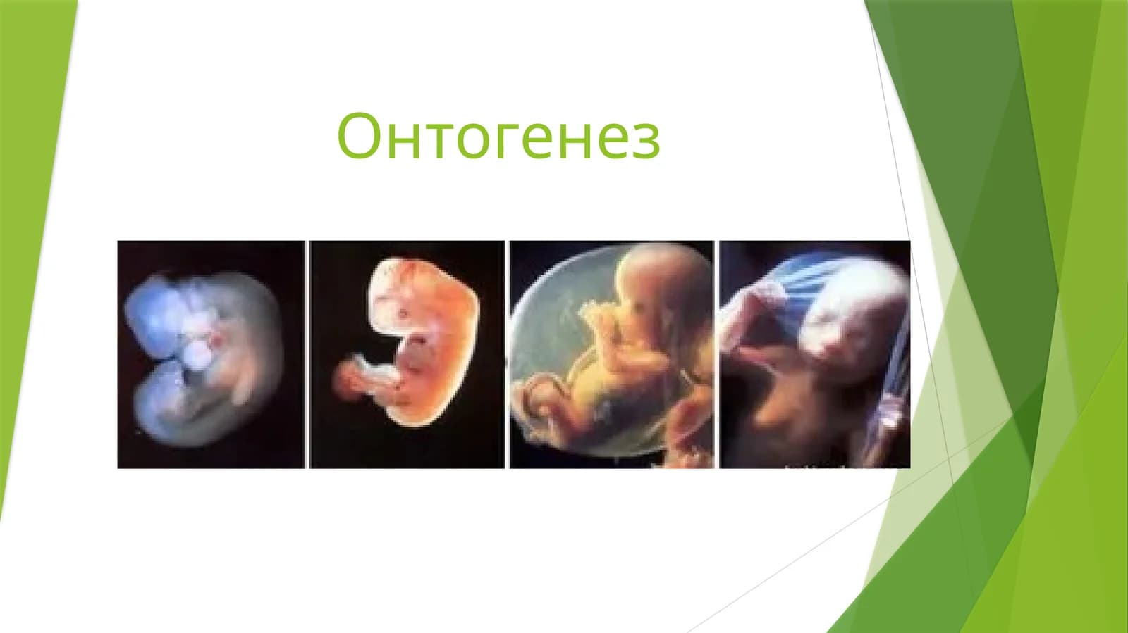 Онтогенез