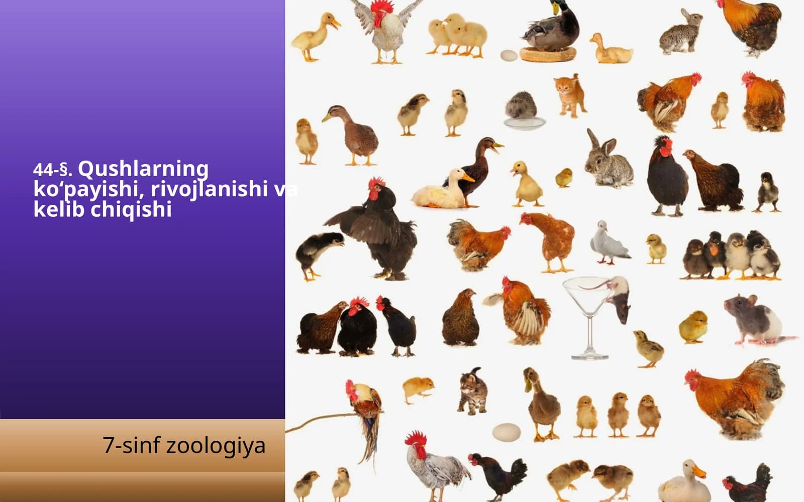 Qushlarning ko‘payishi, rivojlanishi va kelib chiqishi