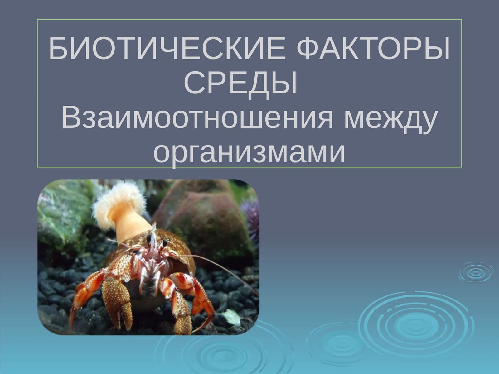 Белка и лось