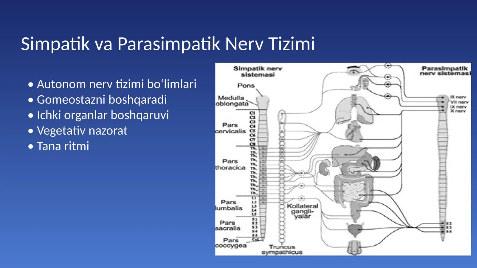 Simpatik va Parasimpatik Nerv Tizimi
