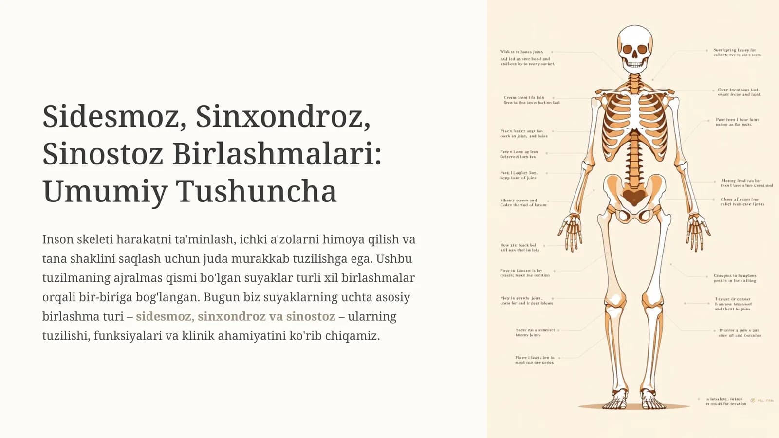 Sidesmoz, Sinxondroz, Sinostoz Birlashmalari: Umumiy Tushuncha