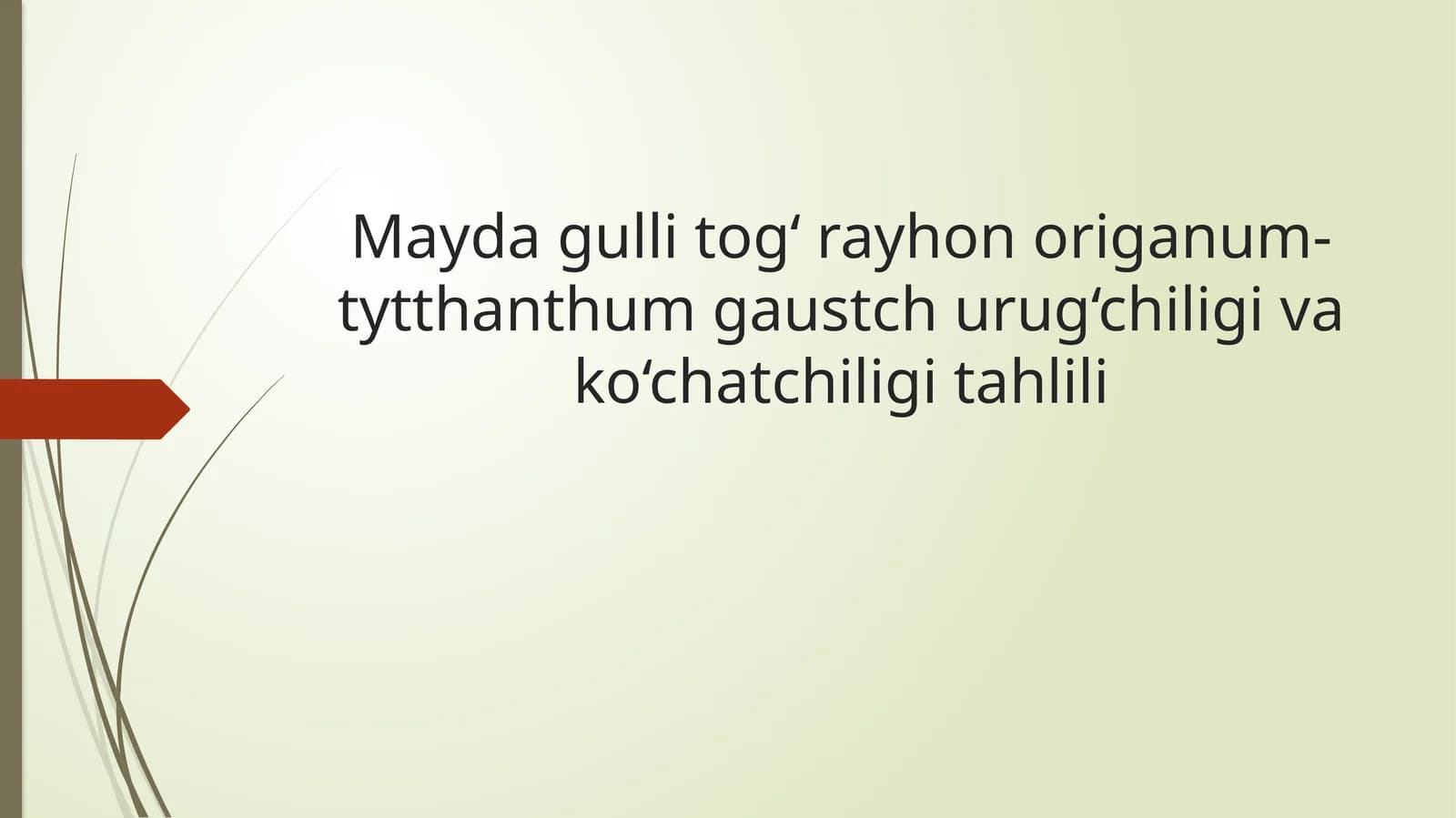 Mayda gulli tog‘ rayhon origanum-tytthanthum