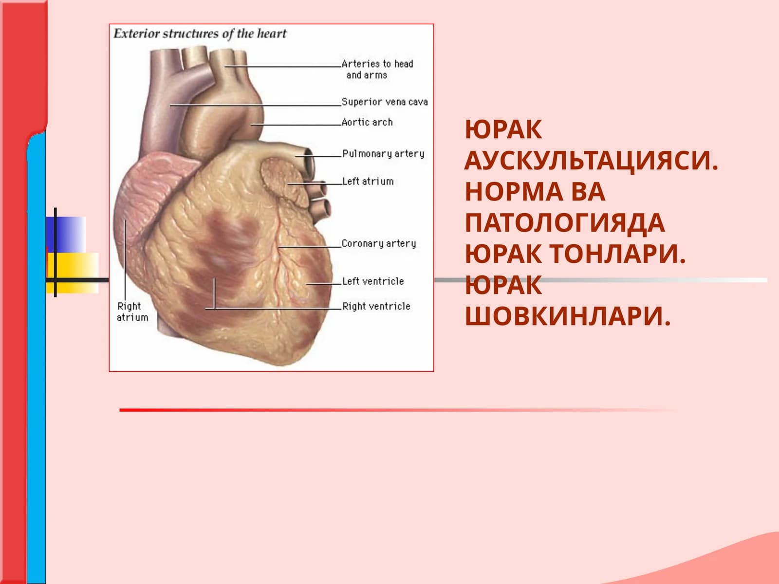 ЮРАК АУСКУЛЬТАЦИЯСИ.НОРМА ВА  ПАТОЛОГИЯДА ЮРАК ТОНЛАРИ. ЮРАК ШОВКИНЛАРИ.