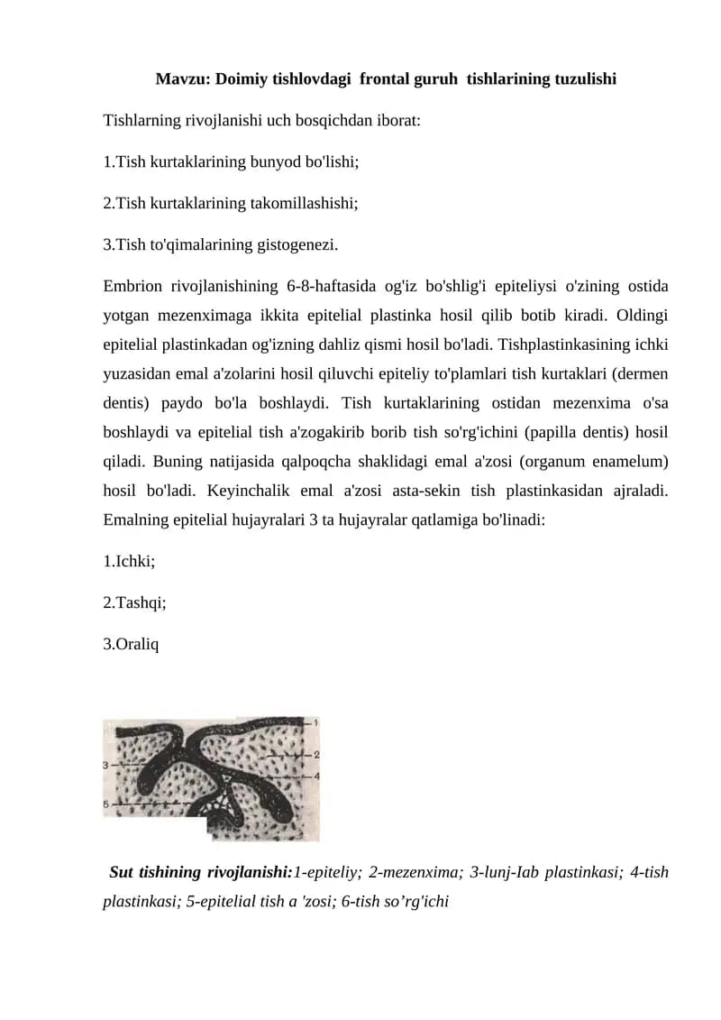 Doimiy tishlovdagi  frontal guruh  tishlarining tuzulishi