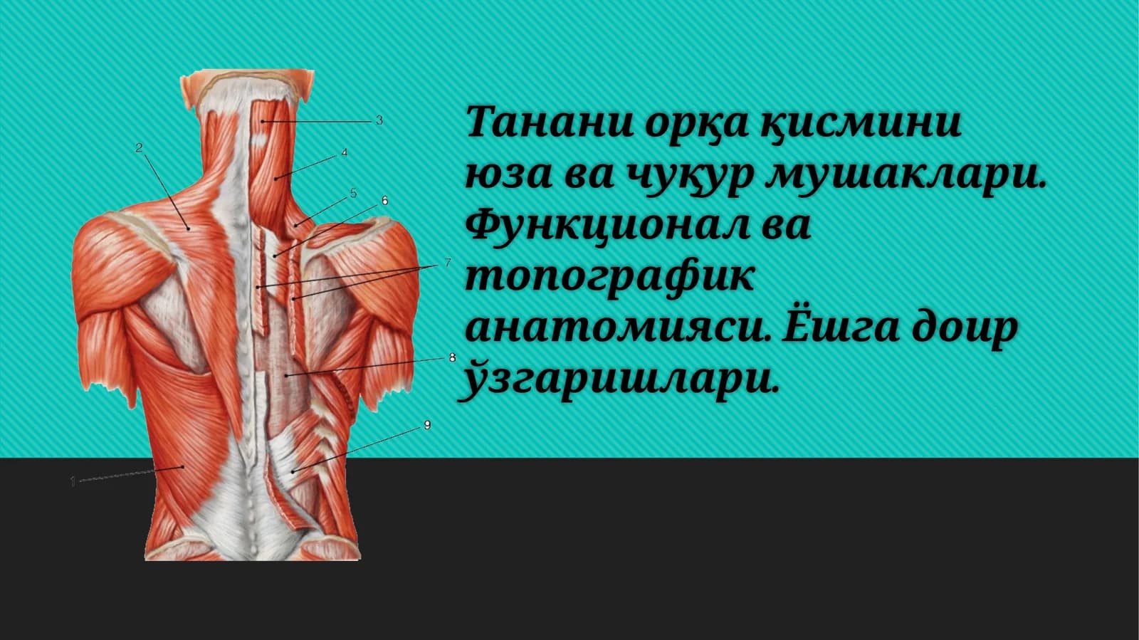 Танани орқа қисмини юза ва чуқур мушаклари. Функционал ва топографи анатомияси. Ёшга доир ўзгаришлари