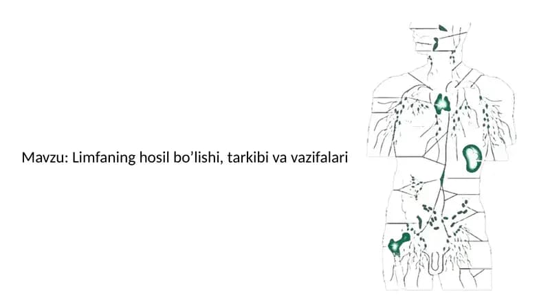Limfaning hosil bo’lishi, tarkibi va vazifalari