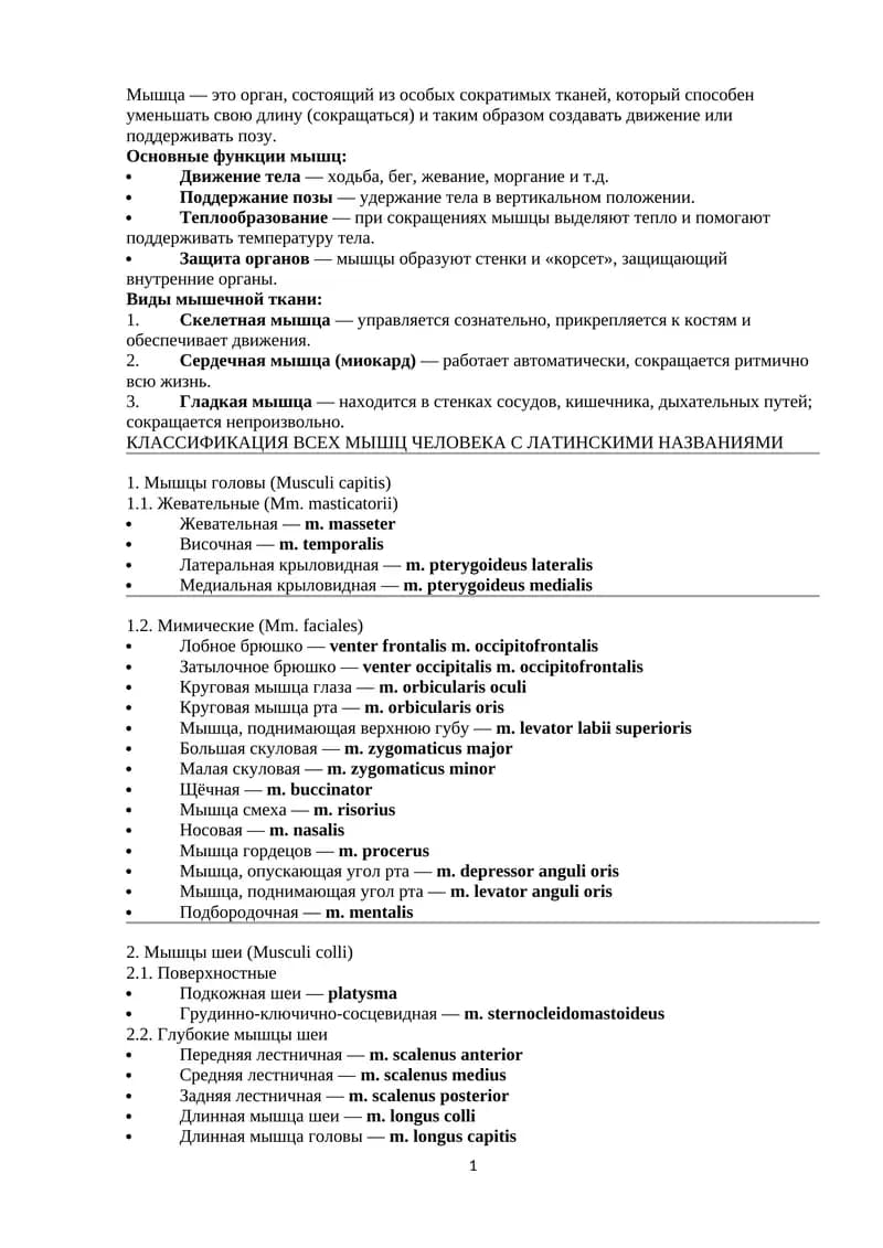 КЛАССИФИКАЦИЯ ВСЕХ МЫШЦ ЧЕЛОВЕКА С ЛАТИНСКИМИ НАЗВАНИЯМИ