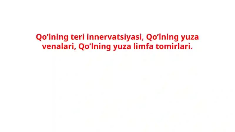 Qo’lning teri innervatsiyasi, Qo’lning yuza venalari, Qo’lning yuza limfa tomirlari.