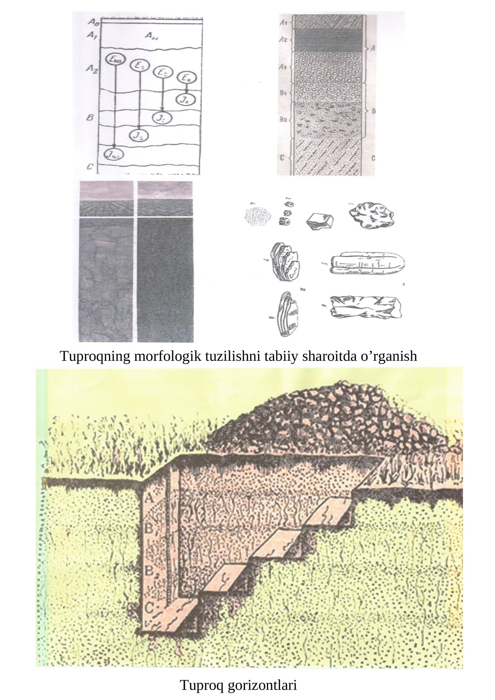 Tuproqning morfologik tuzilishni tabiiy sharoitda o’rganish