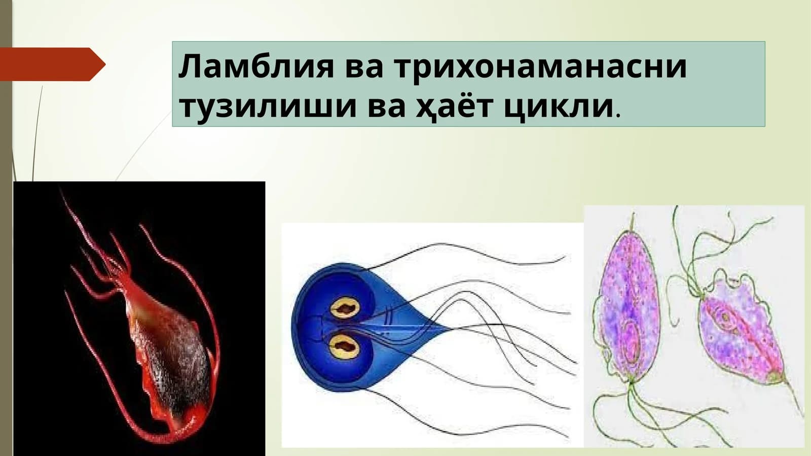 Ламблиява трихонаманасни тузилиши ва ҳаёт цикли