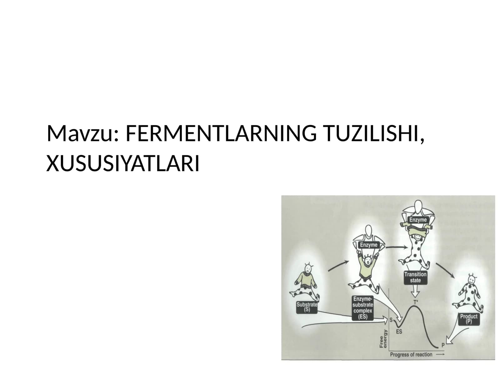 FERMENTLARNING TUZILISHI, XUSUSIYATLARI