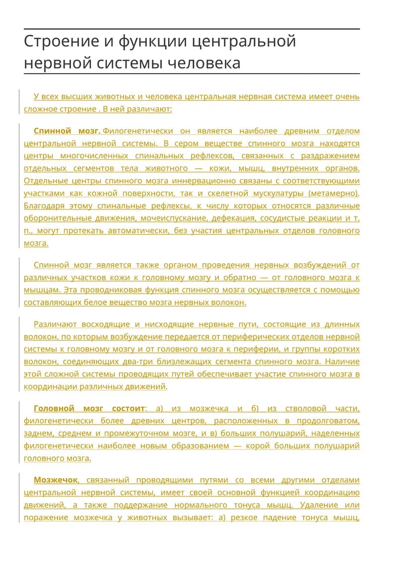Строение и функции центральной нервной системы человека