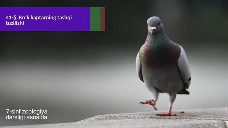 KO‘CHIRMA VA O‘ZLASHTIRMA GAP BO‘YICHA O‘TILGANLARNI TAKRORLASH