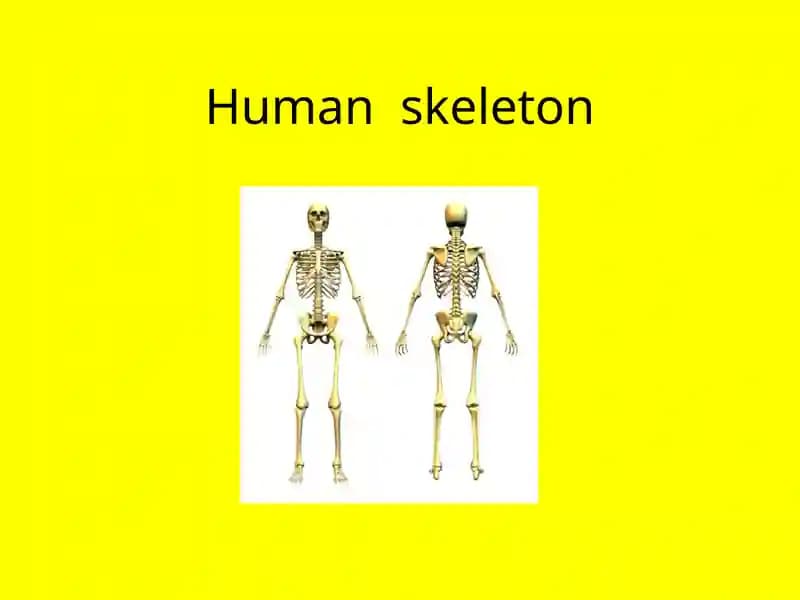 Humanskeleton