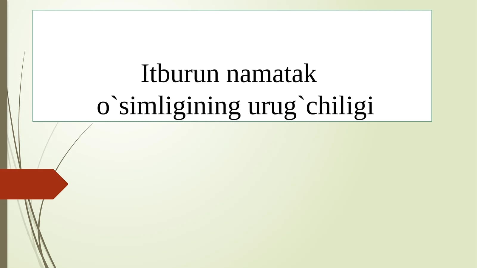 Itburunnamata ko`simligining urg`chiligi