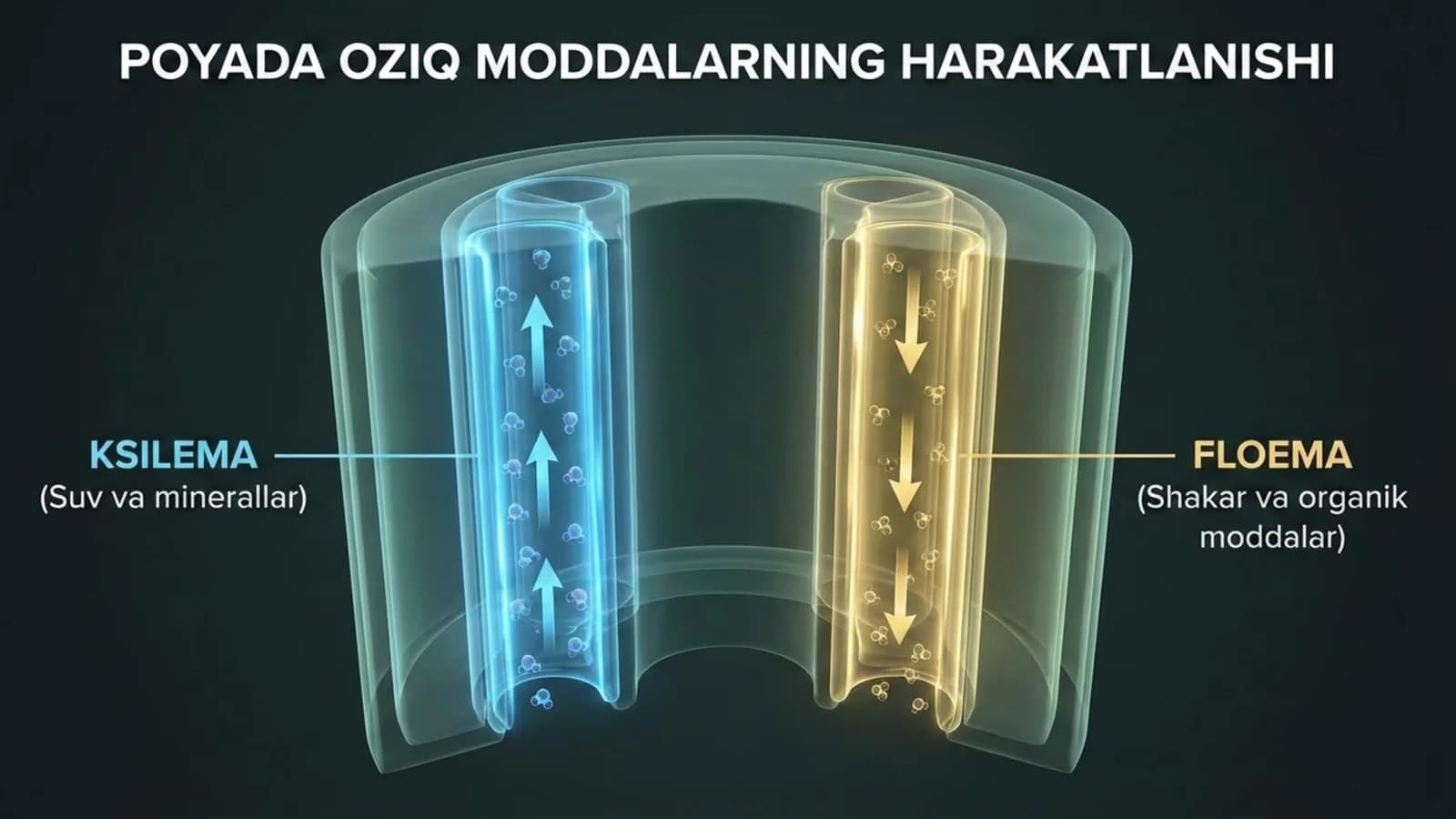 Poyada oziq moddalarning harakatlanishi