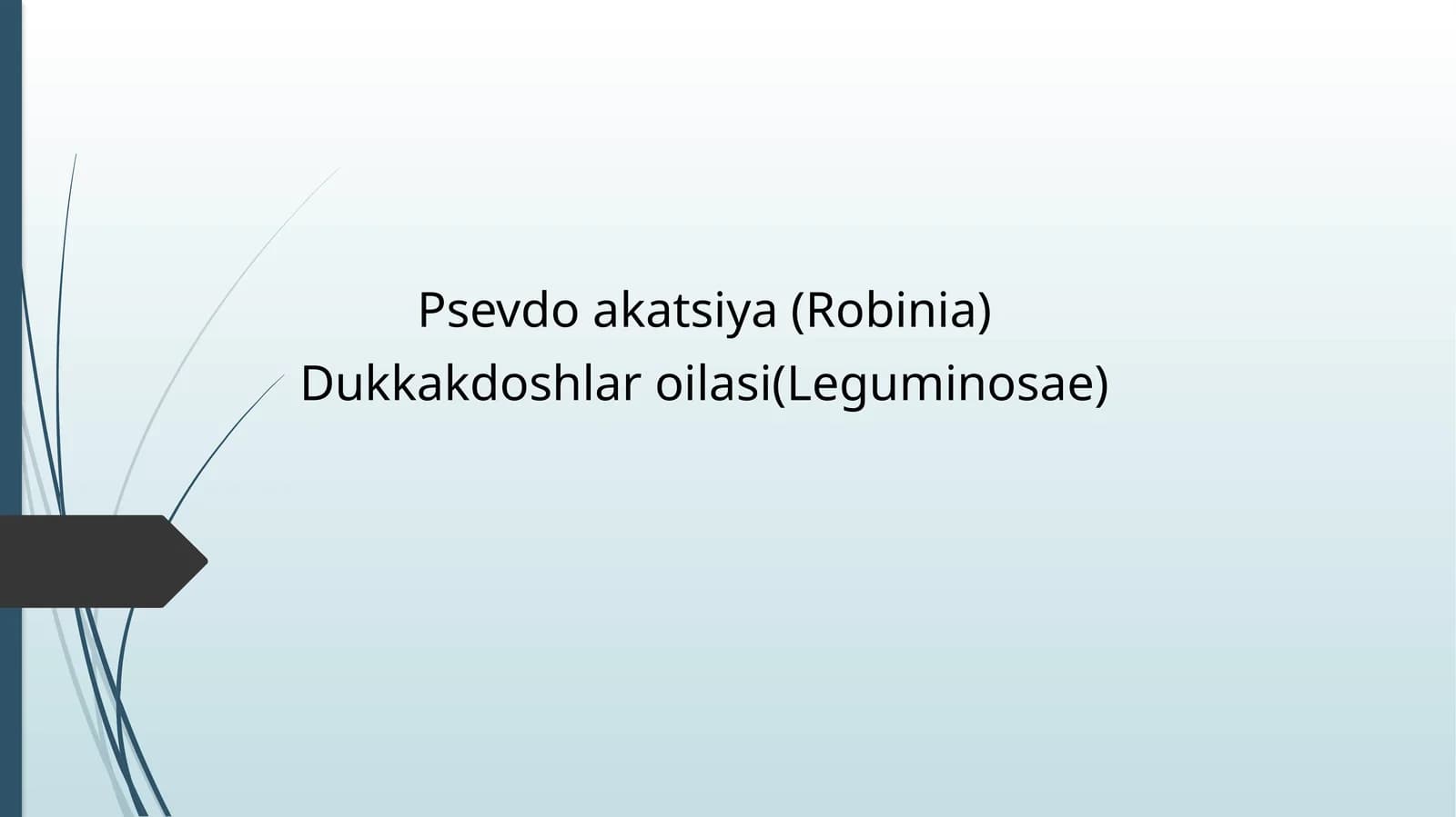 Psevdo akatsiya (Robinia)