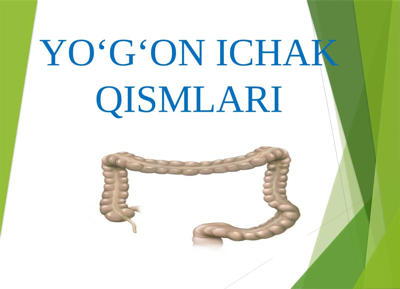 YO‘G‘ON ICHAK QISMLARI