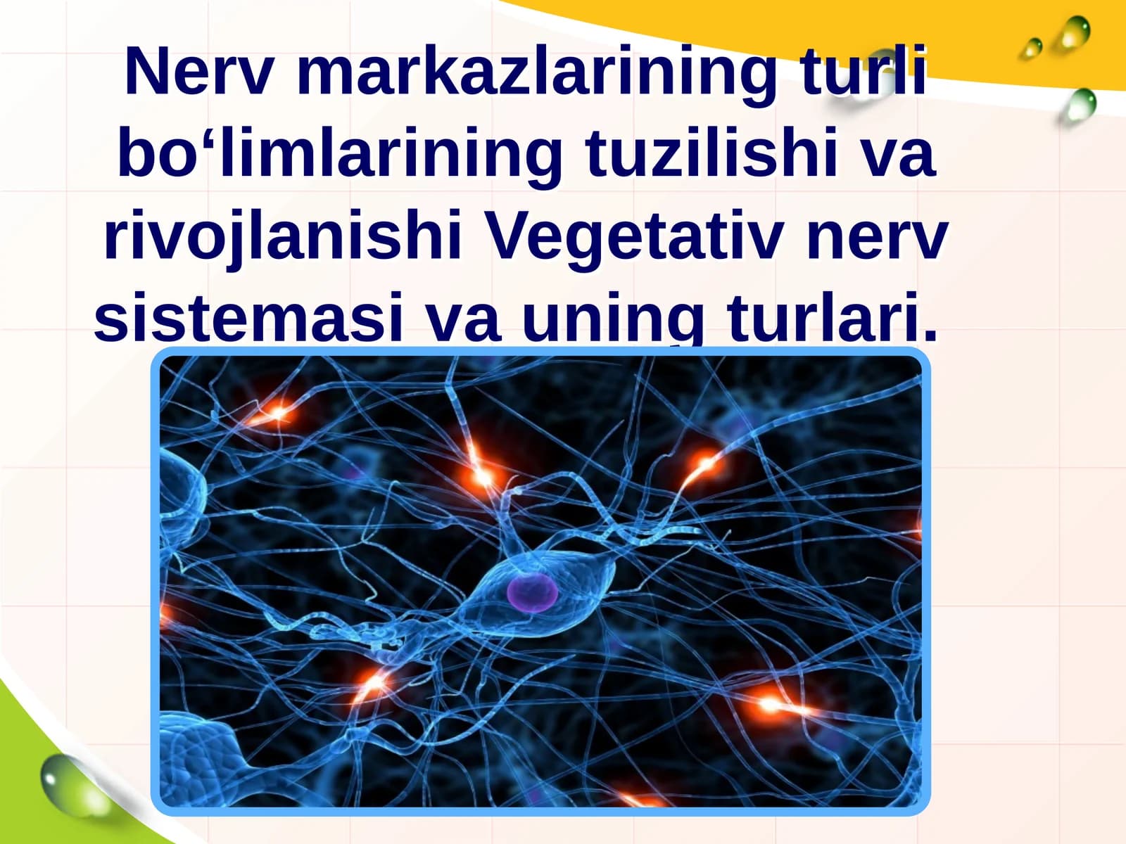 Vegetativ nerv sistemasi va uning turlari