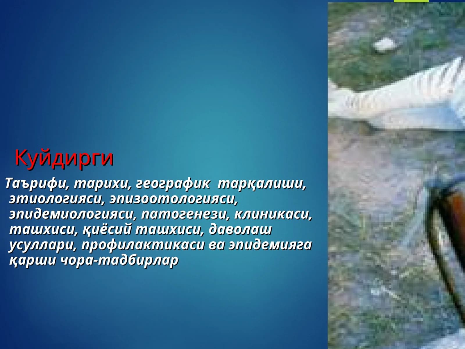 KUYDIRGI KASALLIGI