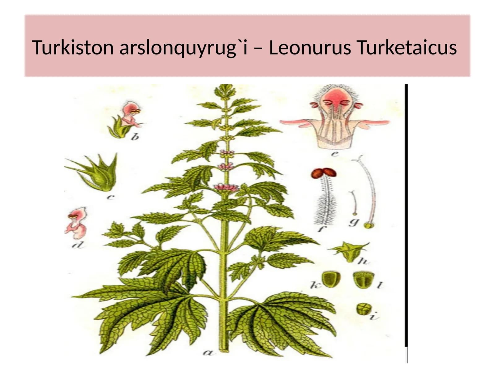 Turkiston arslonquyrug`i – Leonurus Turketaicus