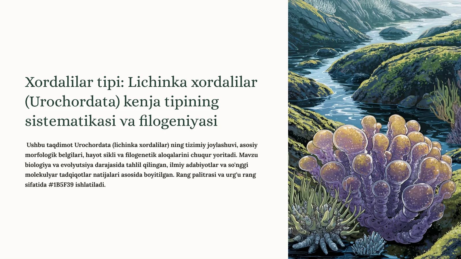 Lichinka xordalilar (Urochordata)