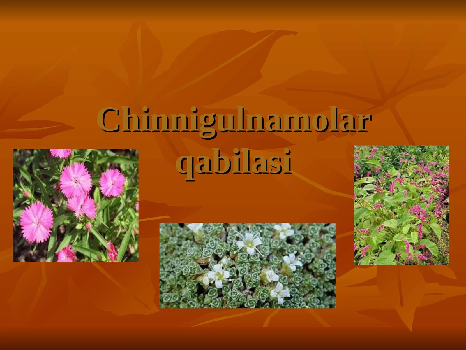 Chinnigulnamolar qabilasi