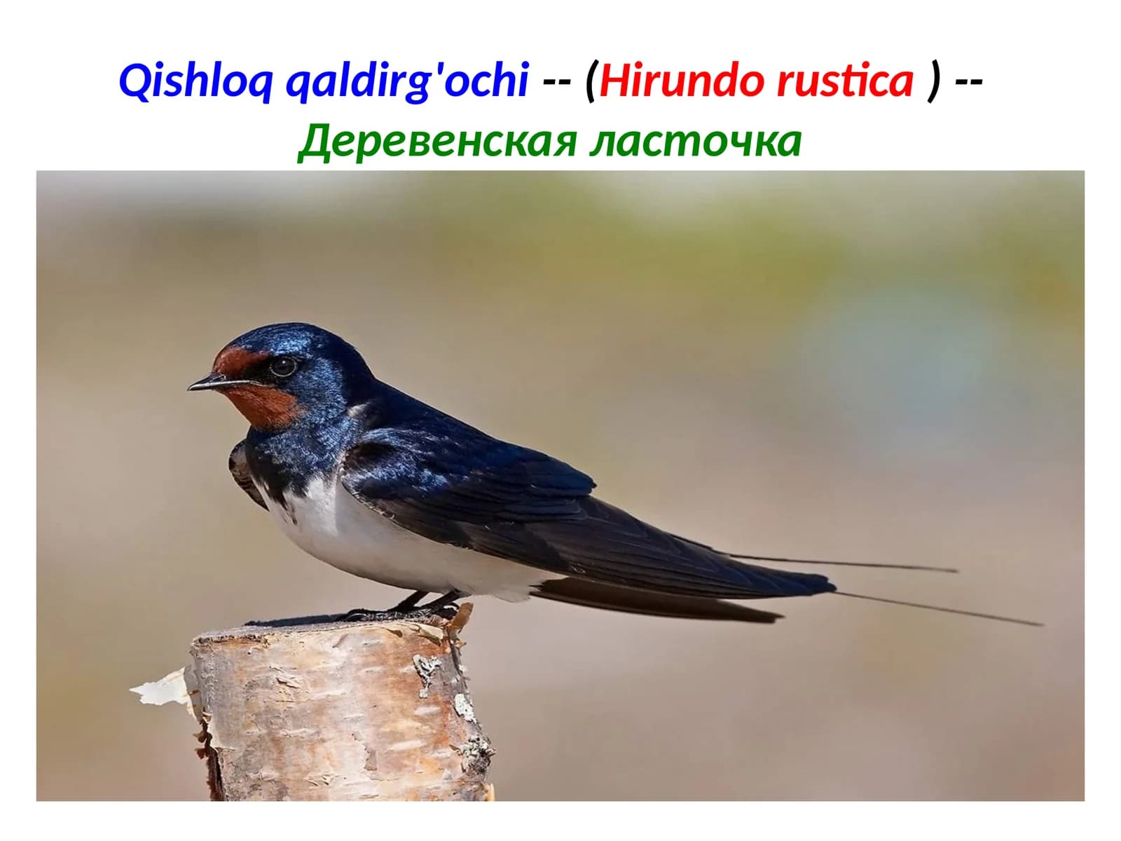 Qishloqqaldirg'ochi